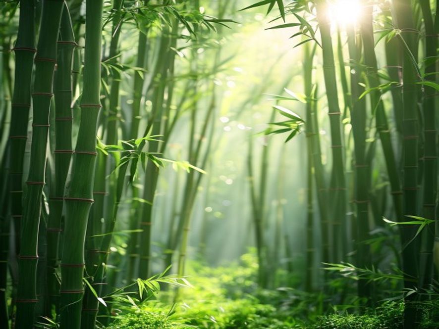 Bamboo Knit Fabric: Sustainable Comfort or Marketing Hype?